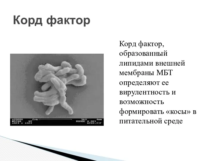 Корд фактор Корд фактор, образованный липидами внешней мембраны МБТ определяют