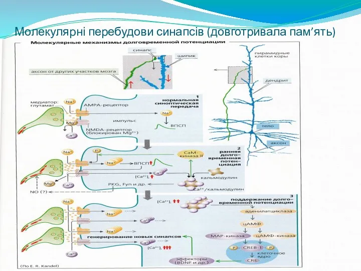 Молекулярні перебудови синапсів (довготривала пам’ять)