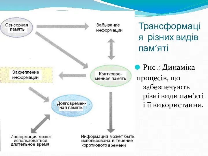 Трансформація різних видів пам’яті Рис .: Динаміка процесів, що забезпечують різні види пам'яті і її використання.