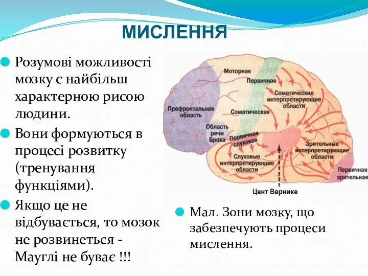 МИСЛЕННЯ Розумові можливості мозку є найбільш характерною рисою людини. Вони