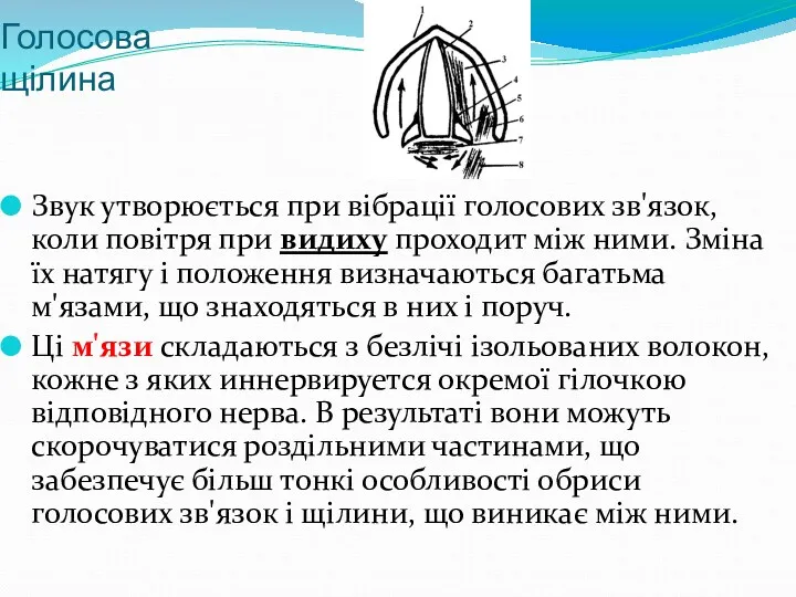 Голосова щілина Звук утворюється при вібрації голосових зв'язок, коли повітря