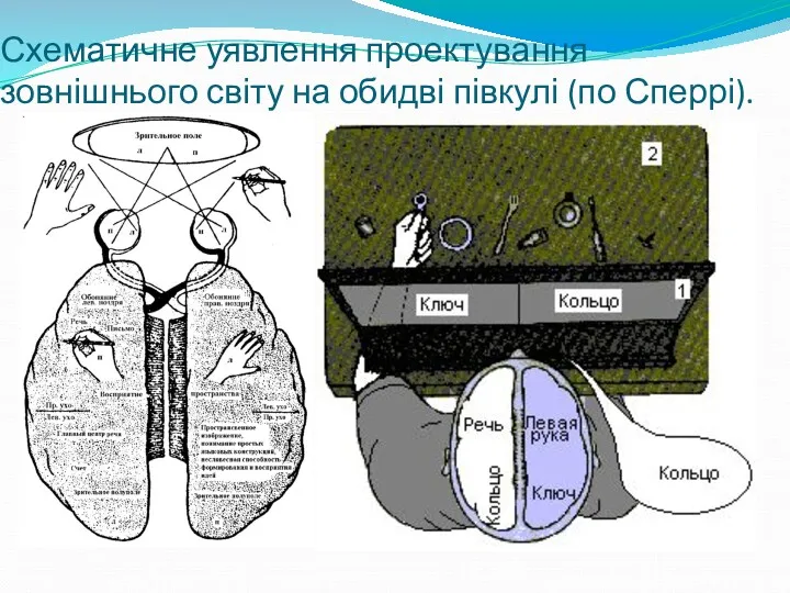 Схематичне уявлення проектування зовнішнього світу на обидві півкулі (по Сперрі).