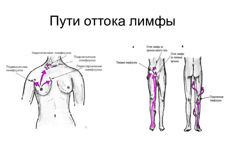 Пути оттока лимфы