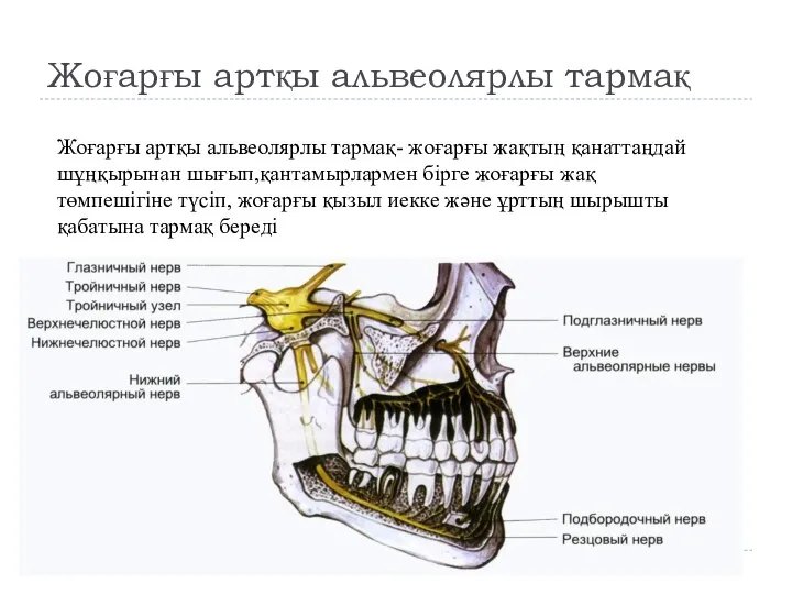 Жоғарғы артқы альвеолярлы тармақ Жоғарғы артқы альвеолярлы тармақ- жоғарғы жақтың қанаттаңдай шұңқырынан шығып,қантамырлармен