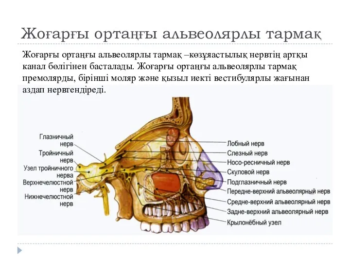 Жоғарғы ортаңғы альвеолярлы тармақ Жоғарғы ортаңғы альвеолярлы тармақ –көзұяастылық нервтің артқы канал бөлігінен