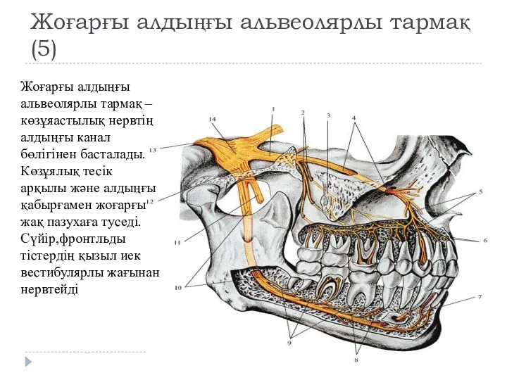 Жоғарғы алдыңғы альвеолярлы тармақ(5) Жоғарғы алдыңғы альвеолярлы тармақ –көзұяастылық нервтің алдыңғы канал бөлігінен