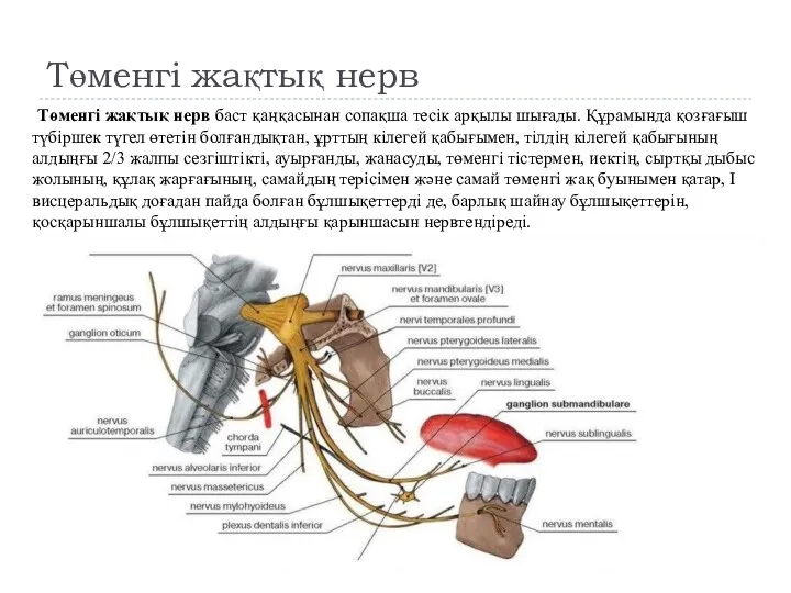 Төменгі жақтық нерв Төменгі жақтық нерв баст қаңқасынан сопақша тесік арқылы шығады. Құрамында