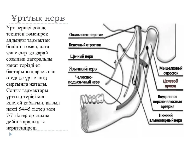 Ұрттық нерв Ұрт нервісі сопақ тесіктен төменірек алдыңғы тармақтан бөлініп төмен, алға және