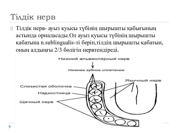 Тілдік нерв Тілдік нерв- ауыз қуысы түбінің шырышты қабығының астында орналасады.Ол ауыз қуысы