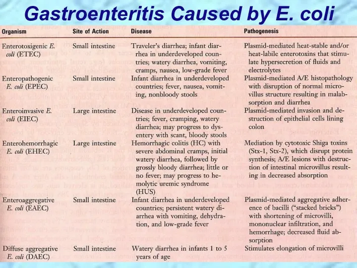 Gastroenteritis Caused by E. coli