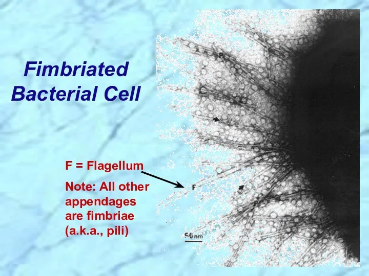 Fimbriated Bacterial Cell F = Flagellum Note: All other appendages are fimbriae (a.k.a., pili)