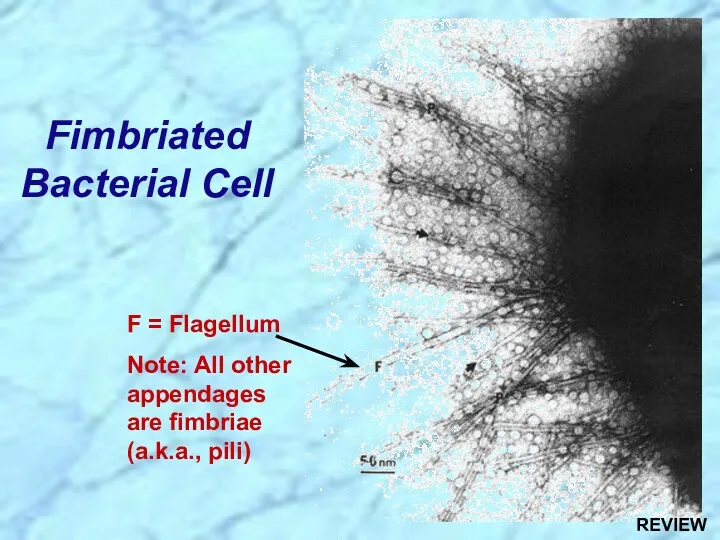 Fimbriated Bacterial Cell F = Flagellum Note: All other appendages are fimbriae (a.k.a., pili) REVIEW