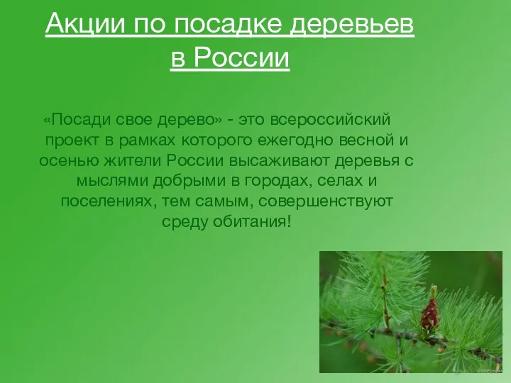 Акции по посадке деревьев в России «Посади свое дерево» -