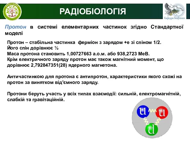 РАДІОБІОЛОГІЯ Протон в системі елементарних частинок згідно Стандартної моделі Протон