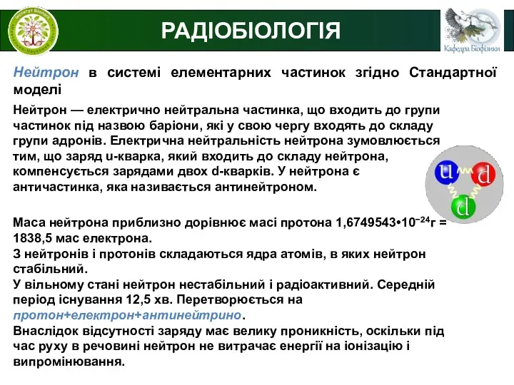 РАДІОБІОЛОГІЯ Нейтрон в системі елементарних частинок згідно Стандартної моделі Нейтрон — електрично нейтральна