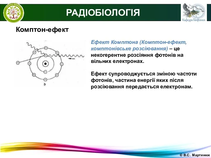 © В.С. Мартинюк РАДІОБІОЛОГІЯ Комптон-ефект Ефект Комптона (Комптон-ефект, комптонівське розсіювання) – це некогерентне