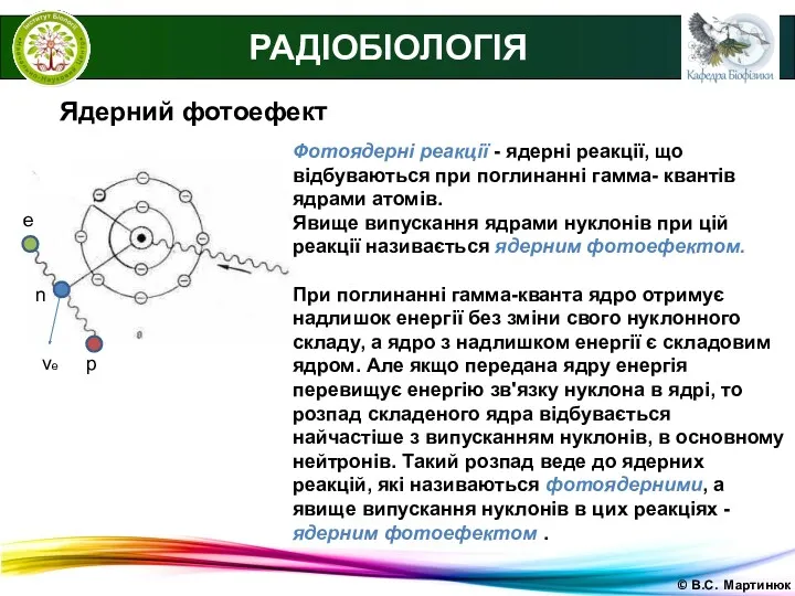 © В.С. Мартинюк РАДІОБІОЛОГІЯ Ядерний фотоефект Фотоядерні реакції - ядерні реакції, що відбуваються