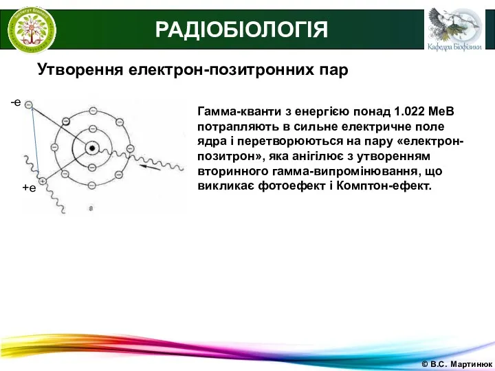 © В.С. Мартинюк РАДІОБІОЛОГІЯ Утворення електрон-позитронних пар Гамма-кванти з енергією