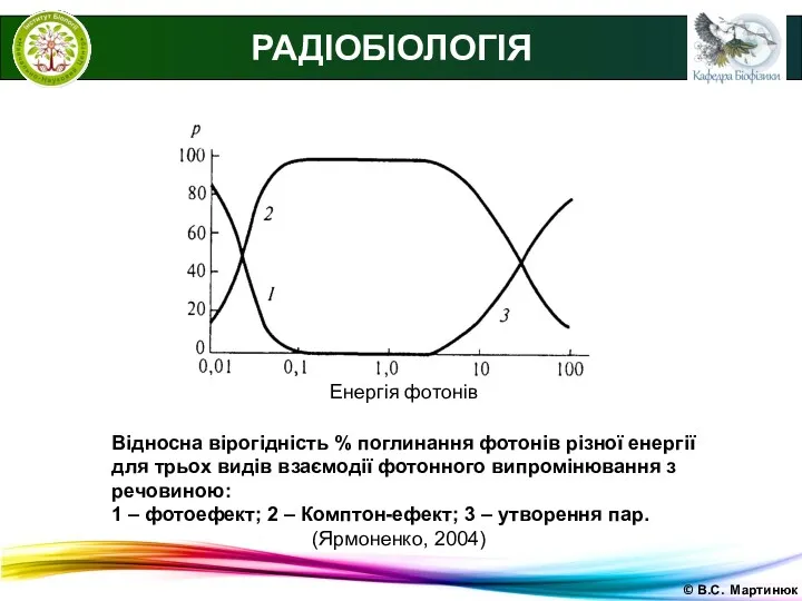 © В.С. Мартинюк РАДІОБІОЛОГІЯ Енергія фотонів Відносна вірогідність % поглинання фотонів різної енергії