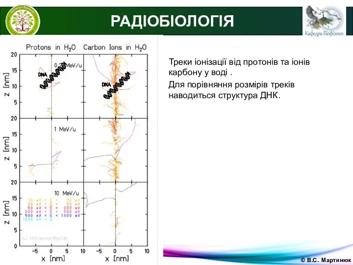 © В.С. Мартинюк РАДІОБІОЛОГІЯ Треки іонізації від протонів та іонів карбону у воді