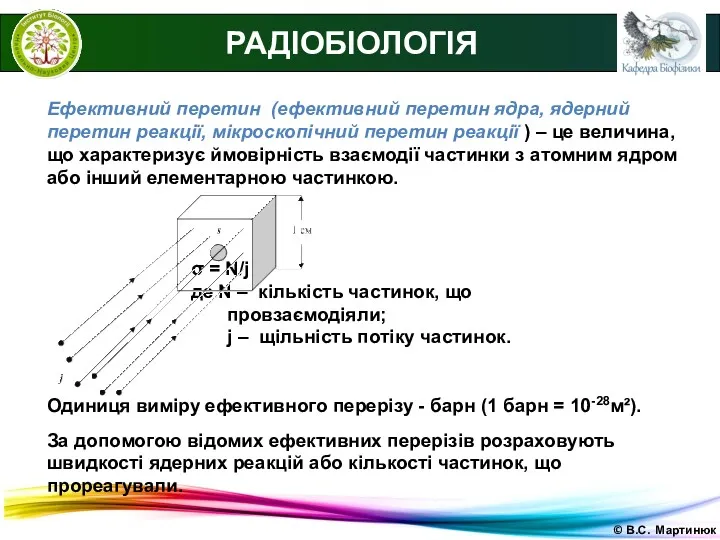 © В.С. Мартинюк РАДІОБІОЛОГІЯ Ефективний перетин (ефективний перетин ядра, ядерний перетин реакції, мікроскопічний