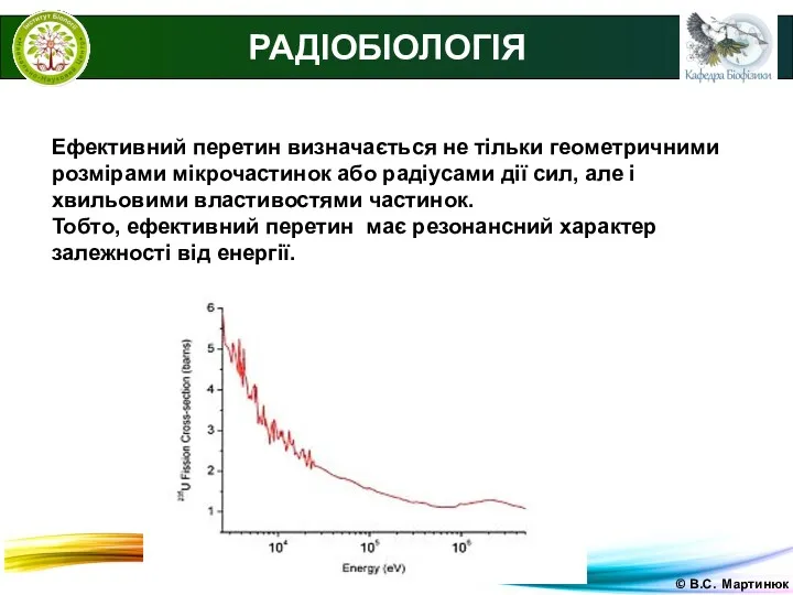 © В.С. Мартинюк РАДІОБІОЛОГІЯ Ефективний перетин визначається не тільки геометричними