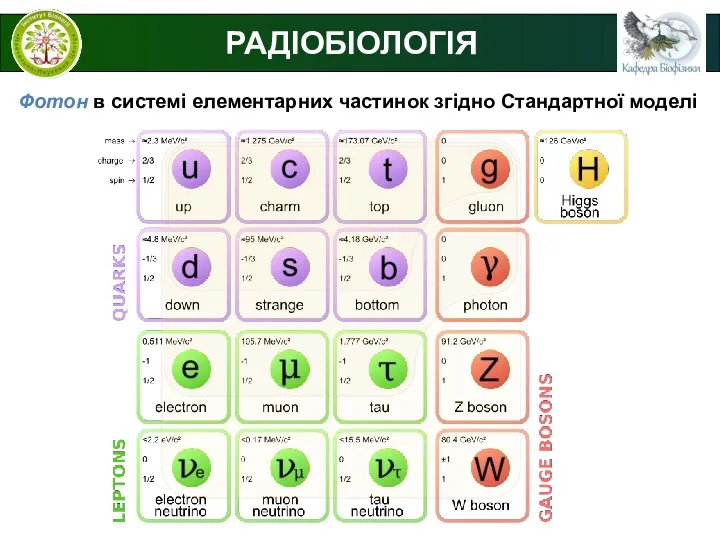 РАДІОБІОЛОГІЯ Фотон в системі елементарних частинок згідно Стандартної моделі