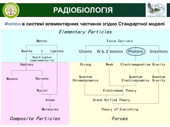 РАДІОБІОЛОГІЯ Фотон в системі елементарних частинок згідно Стандартної моделі