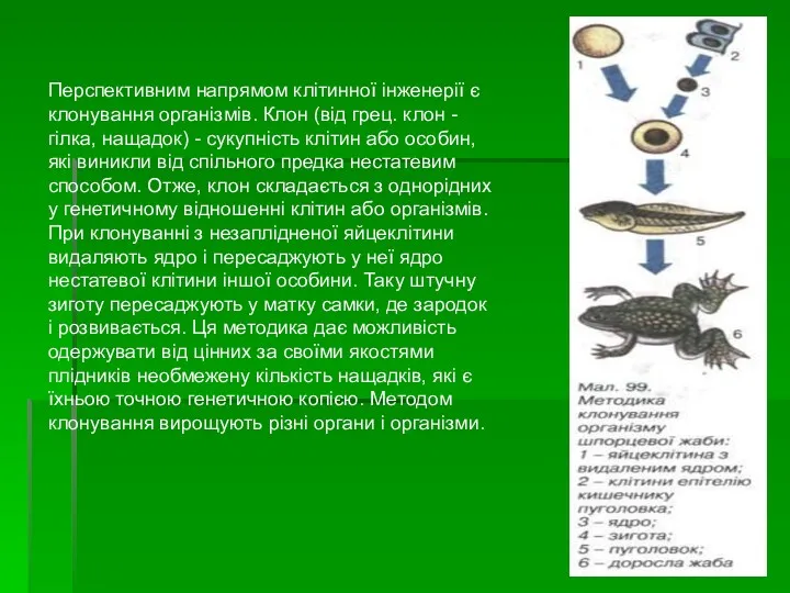 Перспективним напрямом клітинної інженерії є клонування організмів. Клон (від грец.