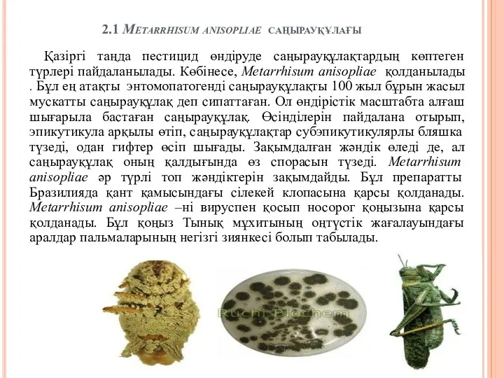 2.1 Metarrhisum anisopliae саңырауқұлағы Қазіргі таңда пестицид өндіруде саңырауқұлақтардың көптеген түрлері пайдаланылады. Көбінесе,