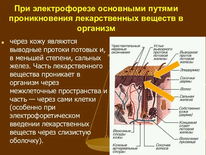 При электрофорезе основными путями проникновения лекарственных веществ в организм через