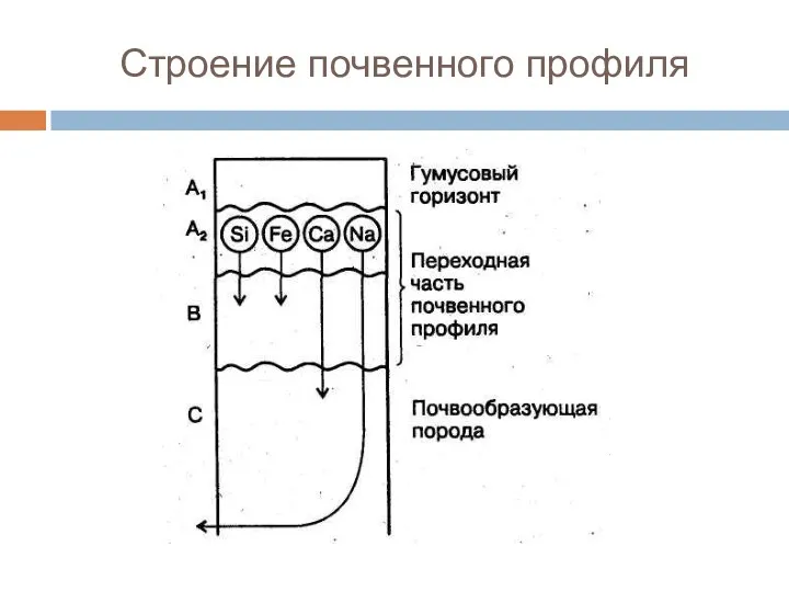 Строение почвенного профиля