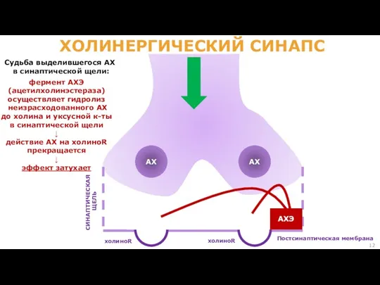 ХОЛИНЕРГИЧЕСКИЙ СИНАПС СИНАПТИЧЕСКАЯ ЩЕЛЬ Постсинаптическая мембрана холиноR холиноR АХЭ АХ