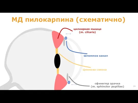 МД пилокарпина (схематично) ←→ ←→ цилиарная мышца (m. ciliaris) Шлеммов