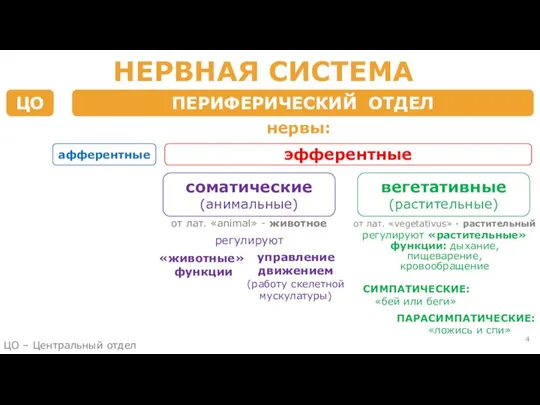 ЦО НЕРВНАЯ СИСТЕМА ЦО ПЕРИФЕРИЧЕСКИЙ ОТДЕЛ нервы: афферентные эфферентные регулируют