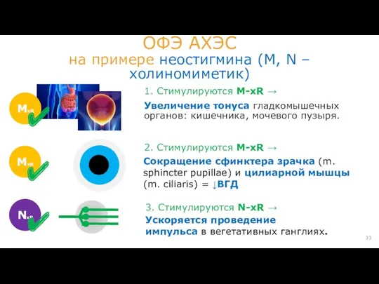 1. Стимулируются М-хR → Увеличение тонуса гладкомышечных органов: кишечника, мочевого