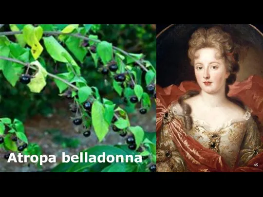 Atropa belladonna