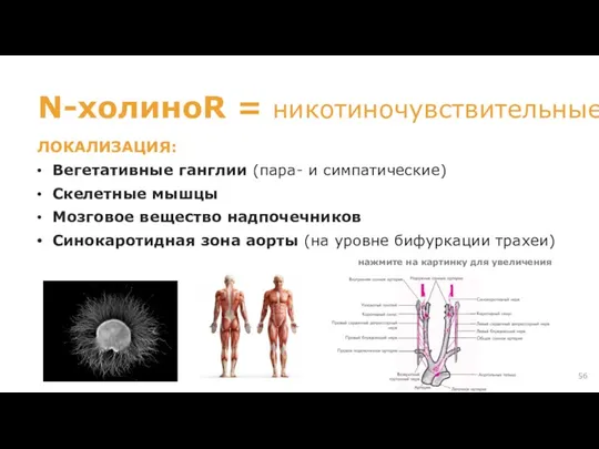 нажмите на картинку для увеличения N-холиноR = никотиночувствительные ЛОКАЛИЗАЦИЯ: Вегетативные