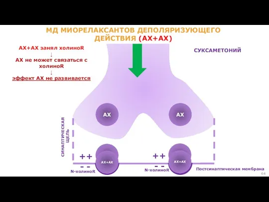 АХ АХ СИНАПТИЧЕСКАЯ ЩЕЛЬ Постсинаптическая мембрана N-холиноR N-холиноR АХ+АХ занял