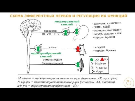 интрамуральный ганглий паравертебральный ганглий N ↻ СХЕМА ЭФФЕРЕНТНЫХ НЕРВОВ И РЕГУЛЯЦИЯ ИХ ФУНКЦИЙ