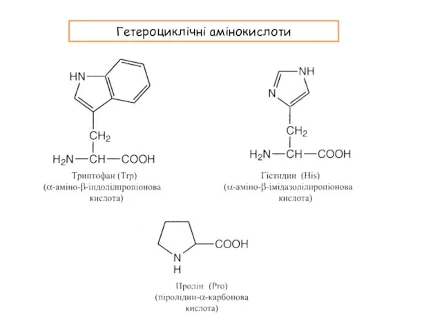 Гетероциклічні амінокислоти