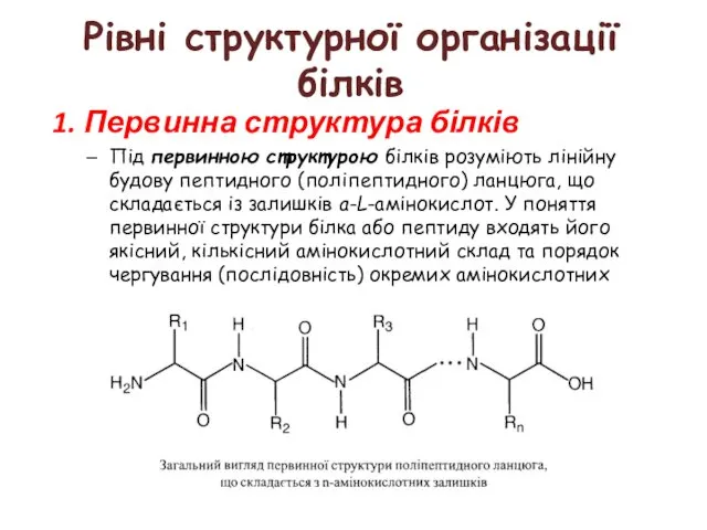 1. Первинна структура білків Під первинною структурою білків розуміють лінійну