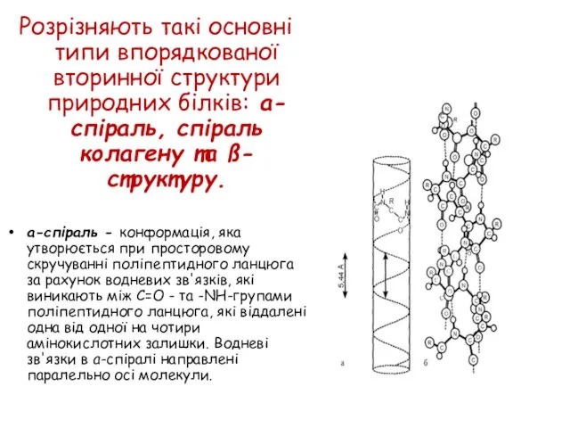 Розрізняють такі основні типи впорядкованої вторинної структури природних білків: а-спіраль,