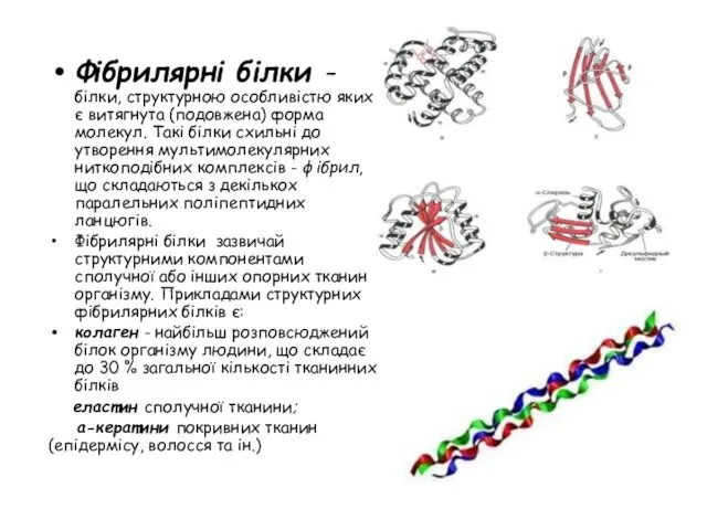 Фібрилярні білки - білки, структурною особливістю яких є витягнута (подовжена)