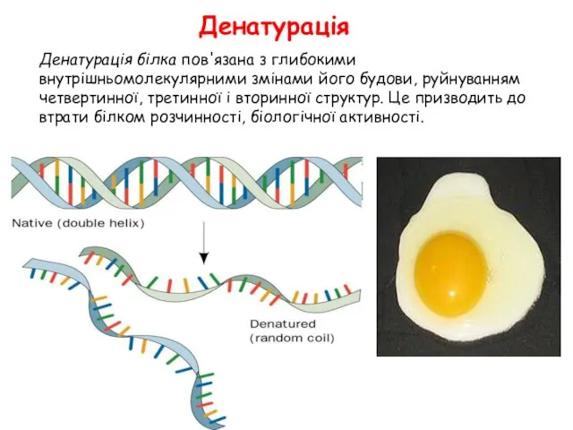 Денатурація Денатурація білка пов'язана з глибокими внутрішньомолекулярними змінами його будови,