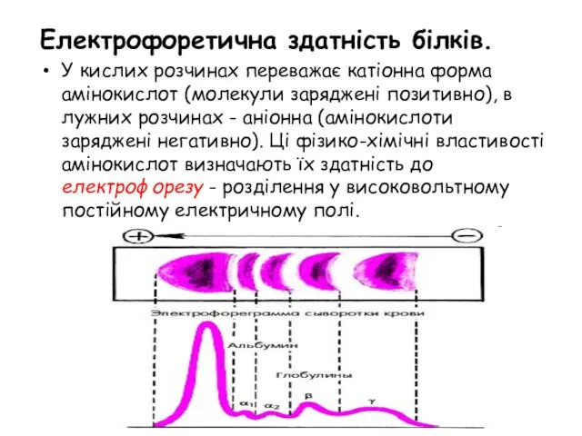 Електрофоретична здатність білків. У кислих розчинах переважає катіонна форма амінокислот