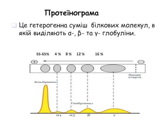 Це гетерогенна суміш білкових молекул, в якій виділяють α-, β-