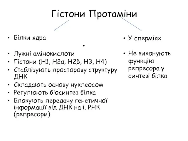 Гістони Протаміни Білки ядра Лужні амінокислоти Гістони (Н1, Н2α, Н2β,