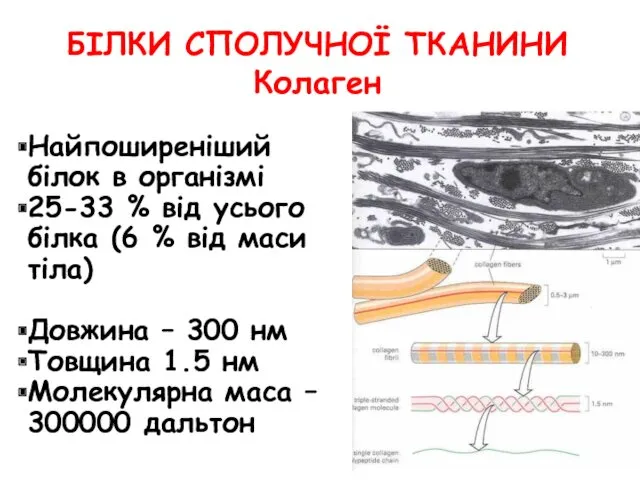 БІЛКИ СПОЛУЧНОЇ ТКАНИНИ Колаген Найпоширеніший білок в організмі 25-33 %