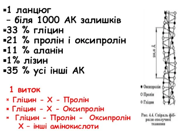 1 ланцюг – біля 1000 АК залишків 33 % гліцин